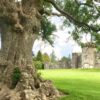 Balloch Ash Tree nominated as Tree of the Year