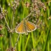 Small Skipper butterfly spotted at RSPB Loch Lomond for the first time